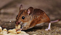 24 Hour & Emergency Exterminators in Steelville, PA